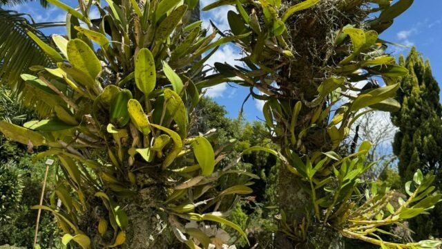 197506820260310114005